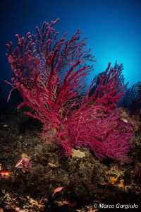 Paramuricea clavata, Scoglio del Vervece by Marco Gargiulo 